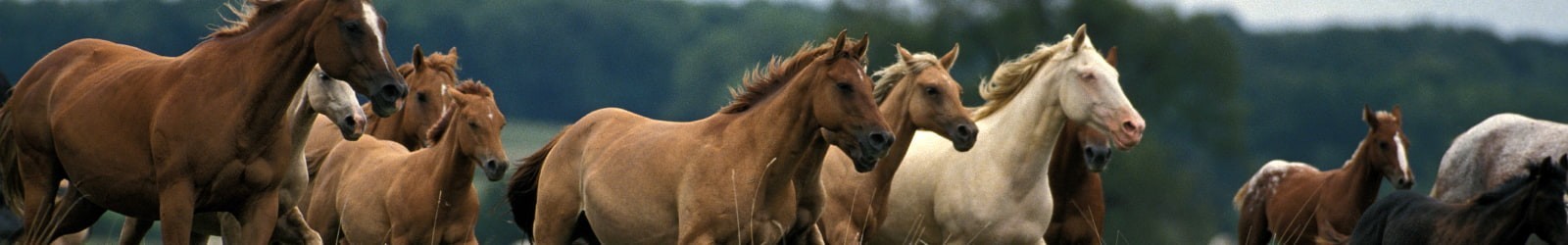 Compléments Alimentaires naturels pour Chevaux.