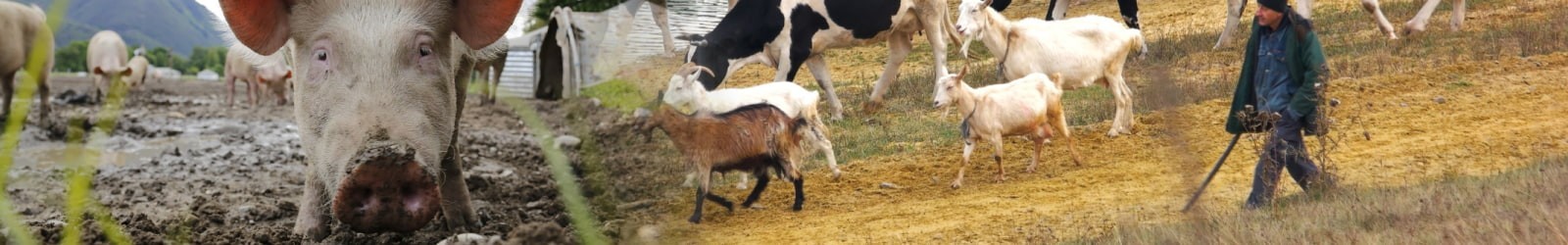 Compléments Alimentaires naturels pour Ruminants.