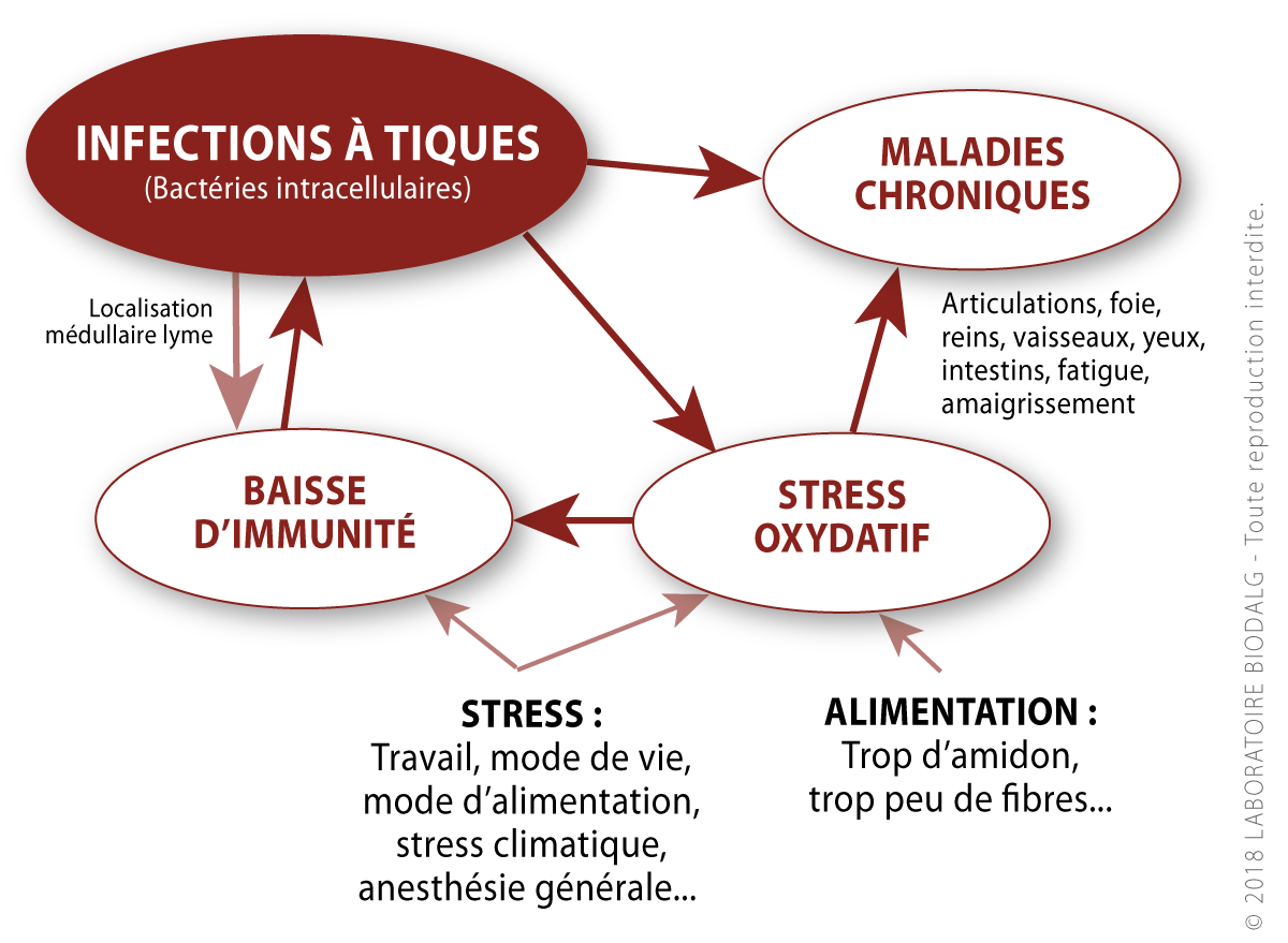 Biodalg_sch-ma_immunitik.png