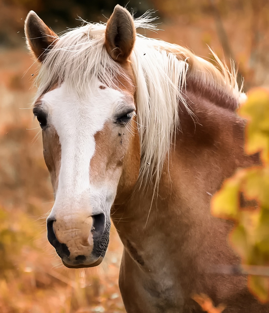 Pixabay libre de droitequine-3204312_1280.jpg