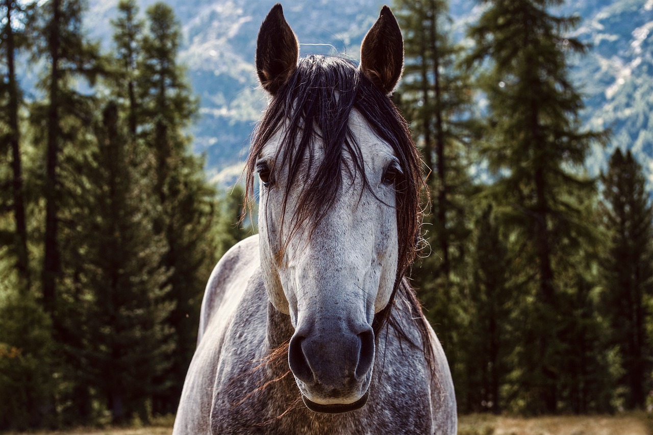 Pixaby libre de droithorse-5836459_1280.jpg