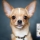 CANITONIC : le meilleur pour votre chien