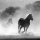 CHEVAL ET CANICULE : ALERTE !!
