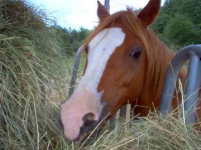 Ulcères gastriques du cheval 