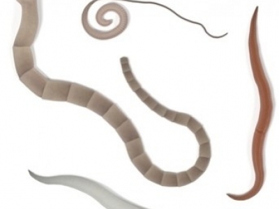 Pourquoi utiliser le Symbiotonic ?