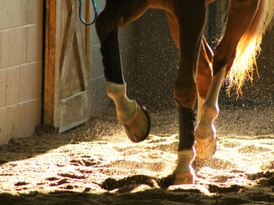 Pourquoi utiliser le Pédi-Horse ?