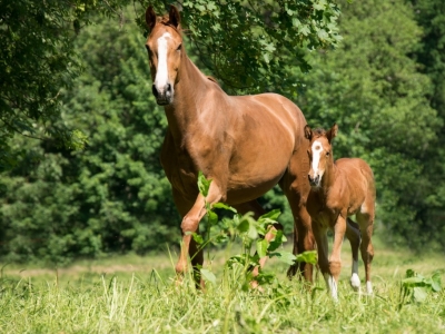 Pourquoi utiliser la Iodamine Equin ?