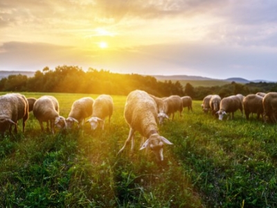 Groupage des chaleurs : pendsez à la Iodamine Ruminant