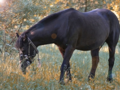 Naissance de l'Equi-Sénior