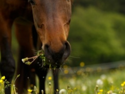 Herbe de printemps : Prudence et Iodamine équin !