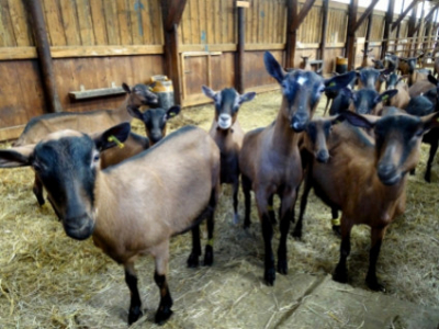 Témoignage de Delphine Et Bruno Lamberti - Ferme D'Almaltheia 