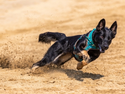 CANITONIC recommandé pour tous les chiens sportifs