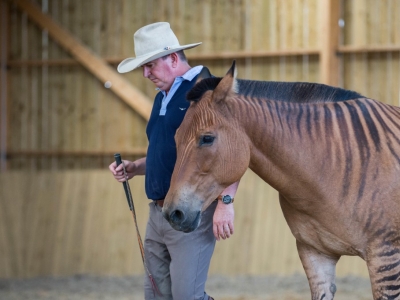 Equitation Ethologique par Andy Booth