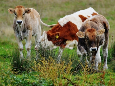 Focus sur la tétanie d'herbage