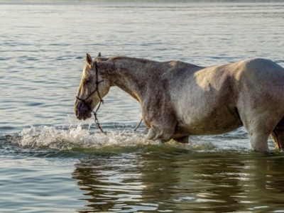 Iodamine® Equin et fortes chaleurs