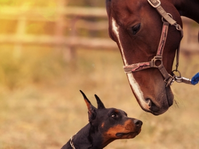 Stress chez le chien ou le cheval
