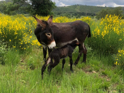 Témoignage de Chiana 