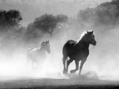 CHEVAL ET CANICULE : ALERTE !!